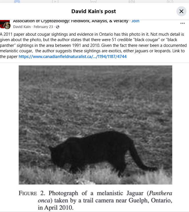 An Ontario jaguar big cat